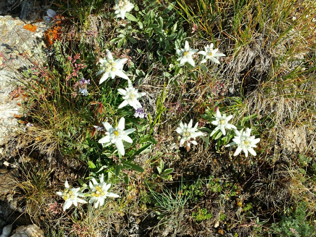 Les Edelweiss 